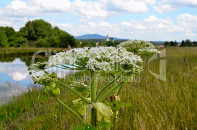 Teich See Sommer