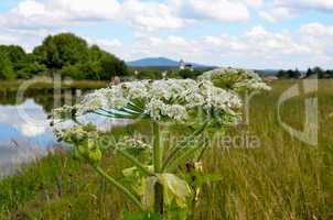 Teich See Sommer