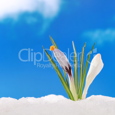 Konzept Frühling Krokus im Schnee