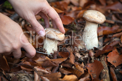 Pilze sammeln im Herbst in einem Wald