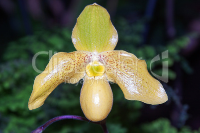 frauenschuh (paphiopedilum)