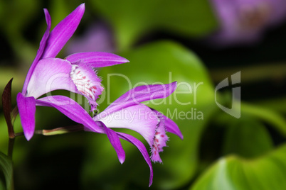 japanorchidee' (bletilla striata)