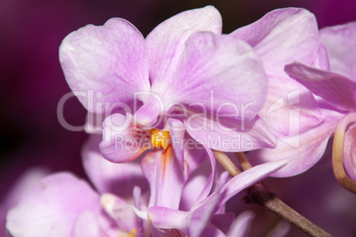 phalaenopsis