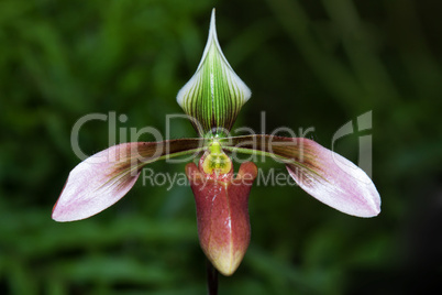 paphiopedilum