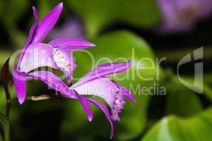 japan orchid (bletilla striata)