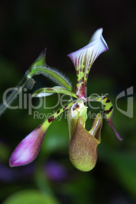 paphiopedilum