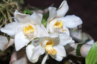 vanda orchid