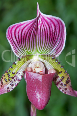 paphiopedilum