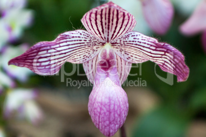 paphiopedilum