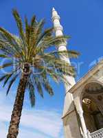 Palm and mosque, Turkey