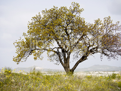 Vegetation, Turkey