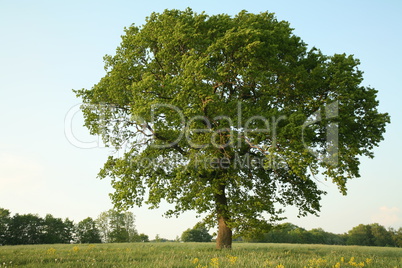 Stieleiche im Sommer