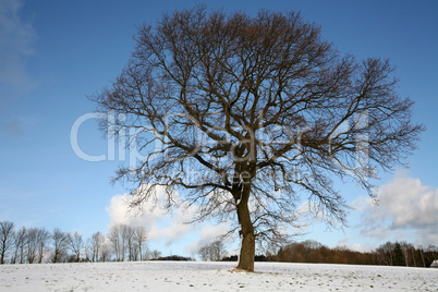 Stieleiche im Winter