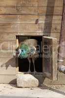 Blauer Pfau kommt aus einem Stall