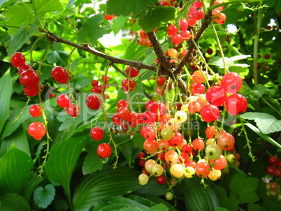 berry of a red currant in a hand