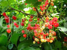 berry of a red currant in a hand