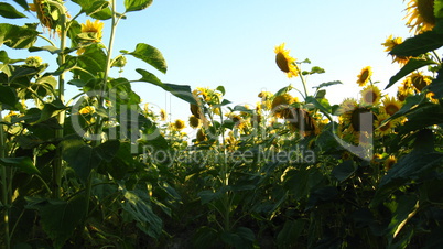 field of beautiful yellow sunflowers