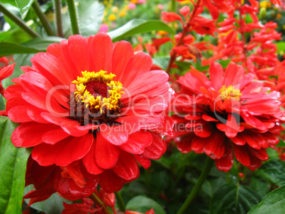 bed from fine red zinnia