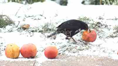 Vogel bei der Futtersuche