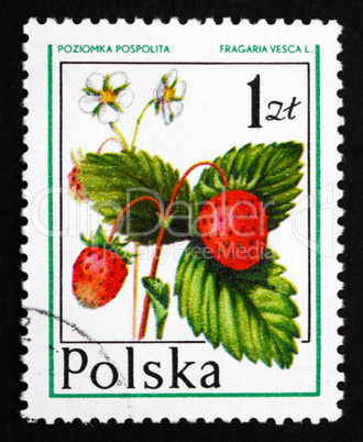 postage stamp poland 1977 wild strawberry, forest fruit