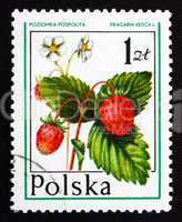 postage stamp poland 1977 wild strawberry, forest fruit