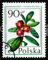 postage stamp poland 1977 cranberry, forest fruit
