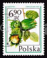 postage stamp poland 1977 hazelnut, forest fruit