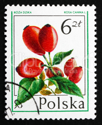 postage stamp poland 1977 dog rose, forest fruit