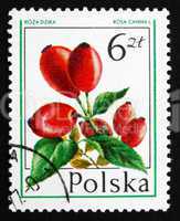 postage stamp poland 1977 dog rose, forest fruit