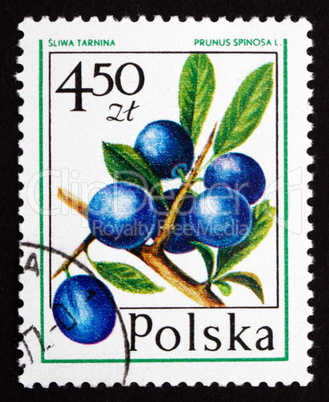 postage stamp poland 1977 blueberry, forest fruit