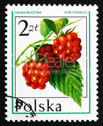 postage stamp poland 1977 raspberry, forest fruit