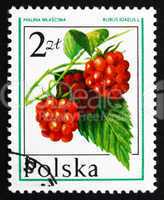postage stamp poland 1977 raspberry, forest fruit