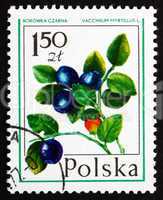 postage stamp poland 1977 bilberry, forest fruit