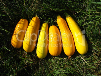 yellow squashes on the green grass