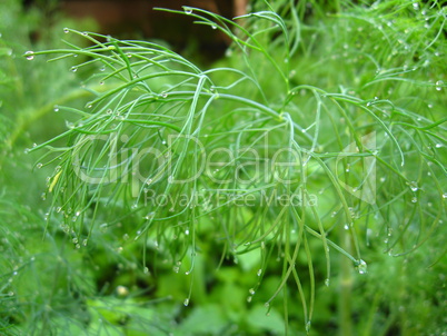 fennel growing on a bed