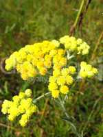 yellow flowers of immortelle