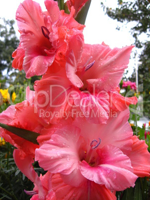 beautiful flower of gladiolus