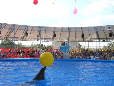 show with dolphins in delphinariums
