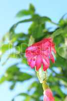 fine pink flower of schlumbergera