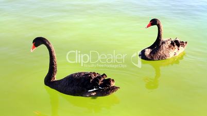 Pair of swans feeding on the pond