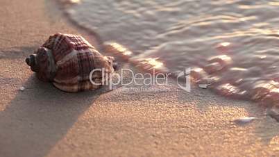 Seashell on the beach. Close-up