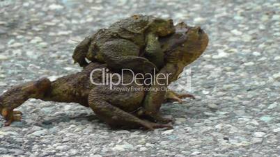 Common Toad - Bufo - pairing