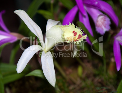 japan orchid (bletilla striata)