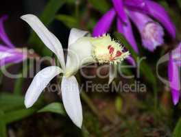 japan orchid (bletilla striata)