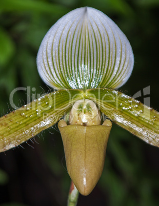 paphiopedilum