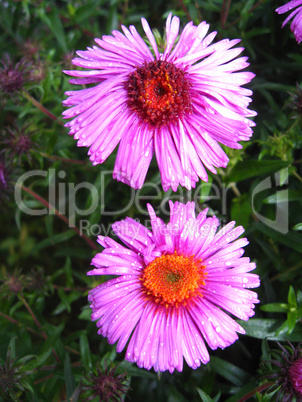 flowers of blue beautiful aster