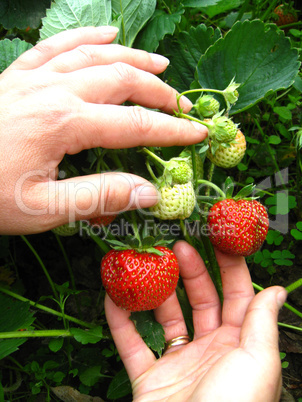 palms collecting the strawberry