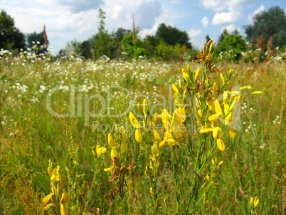 yellow beautiful flowers of st.-john's wort