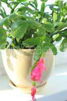 fine pink flower of schlumbergera