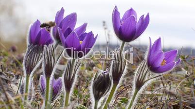 Gewöhnlichen Kuhschelle (Pulsatilla vulgaris)